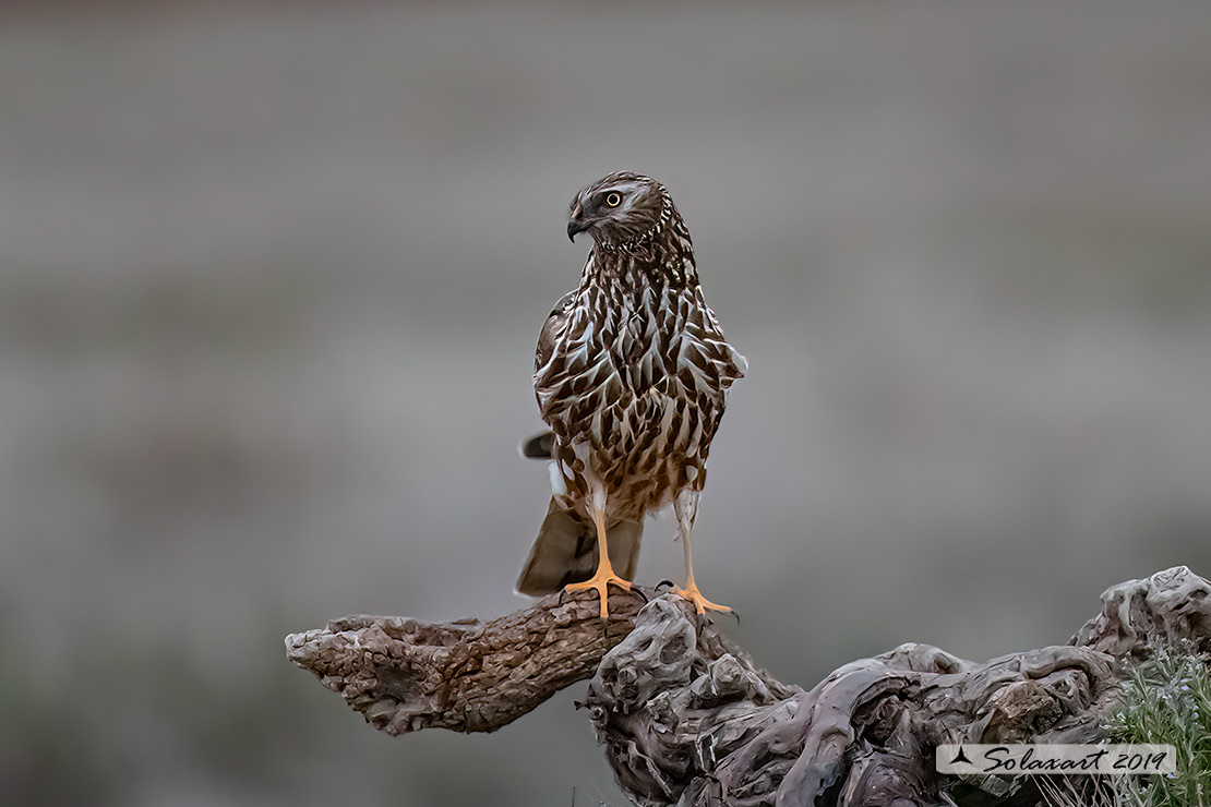 Circus cyaneus :  - Albanella reale (femmina);   Hen harrier (female)