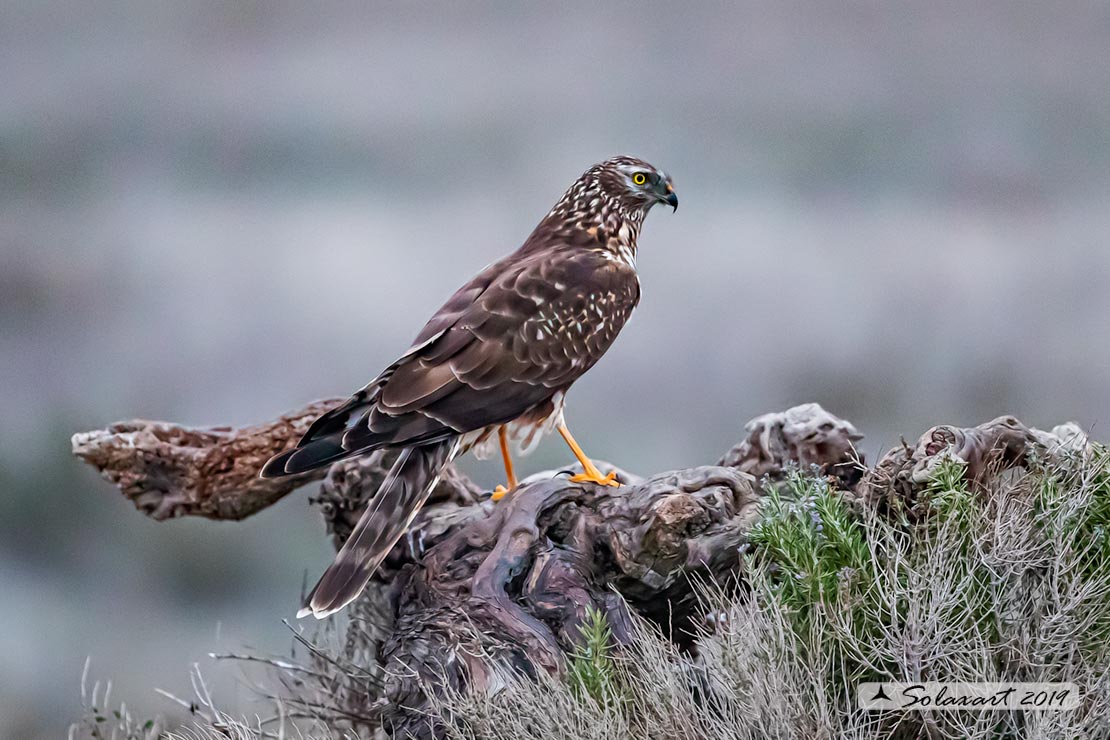 Circus cyaneus :  - Albanella reale (femmina);   Hen harrier (female)