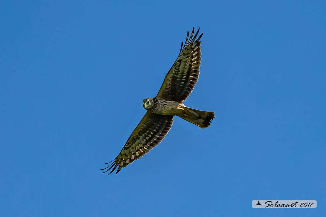 Circus cyaneus :  - Albanella reale (femmina);   Hen harrier (female)