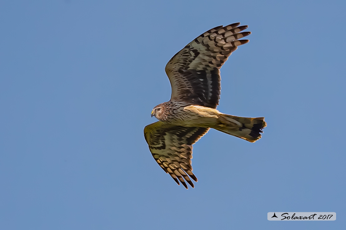 Circus cyaneus :  - Albanella reale (femmina);   Hen harrier (female)