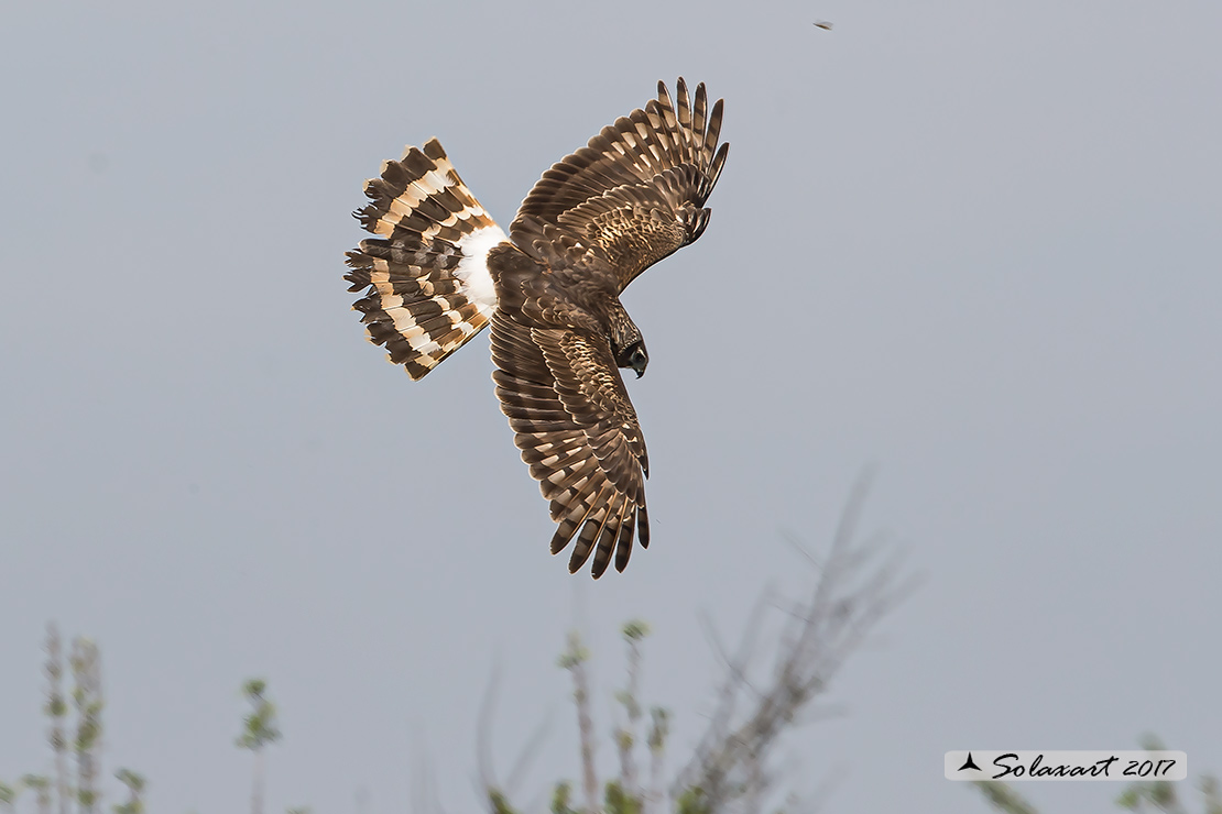 Circus cyaneus :  - Albanella reale (femmina);   Hen harrier (female)