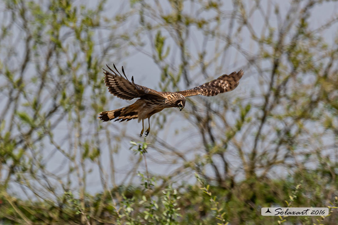 Circus cyaneus :  - Albanella reale (femmina);   Hen harrier (female)