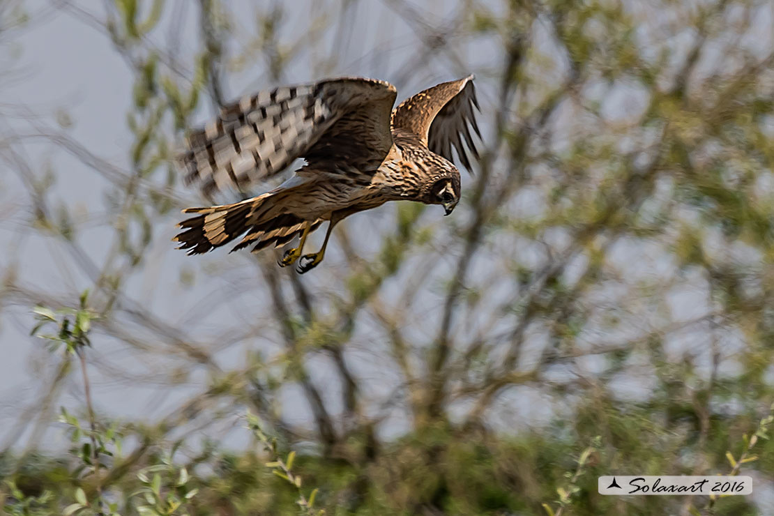 Circus cyaneus :  - Albanella reale (femmina);   Hen harrier (female)