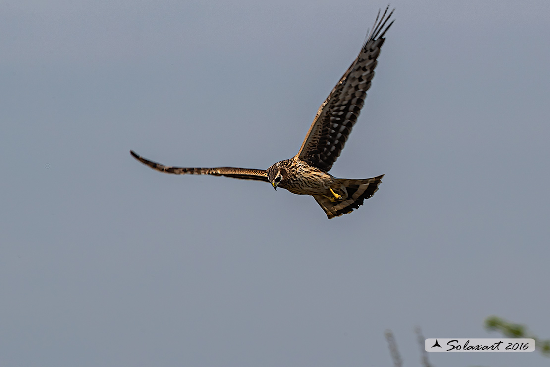 Circus cyaneus :  - Albanella reale (femmina);   Hen harrier (female)