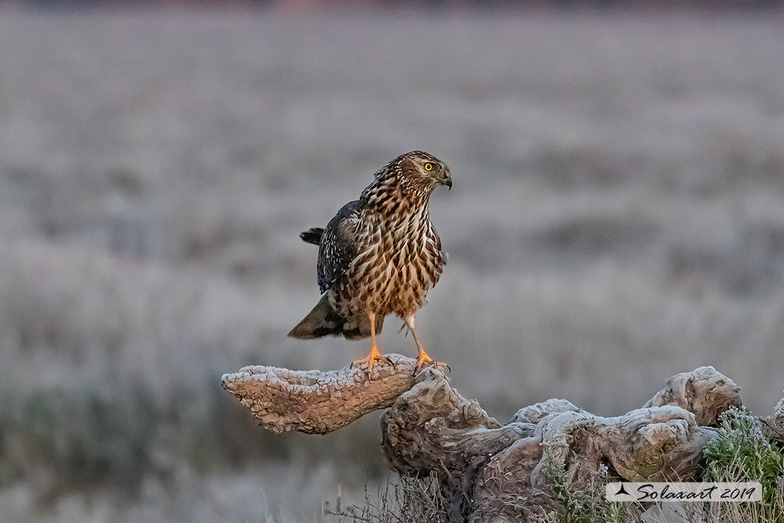 Circus cyaneus :  - Albanella reale (femmina);   Hen harrier (female)