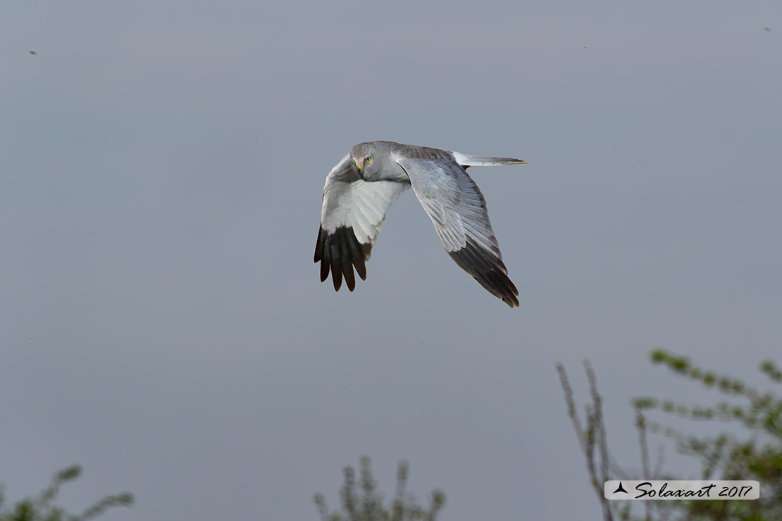 Circus cyaneus :  - Albanella reale (maschio);   Hen harrier (male)