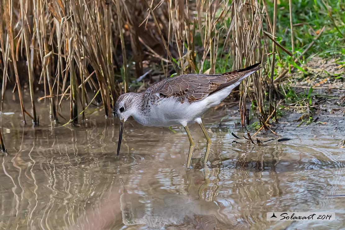 Tringa stagnatilis : Albastrello ;  Marsh sandpiper