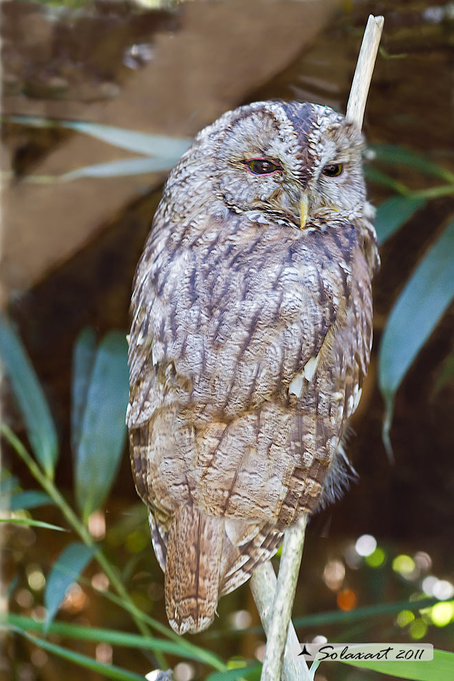 Strix aluco: Allocco; Tawny Owl