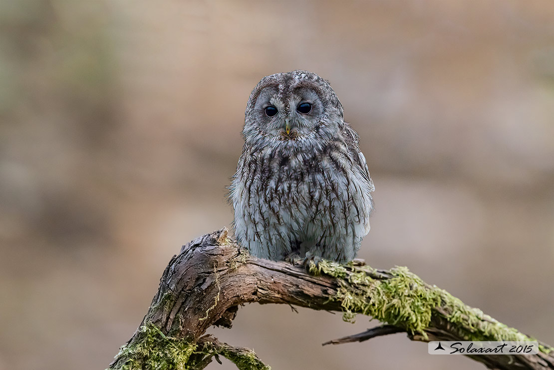 Strix aluco: Allocco; Tawny Owl