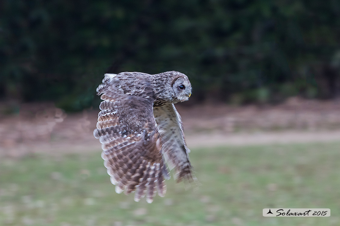Strix aluco: Allocco; Tawny Owl