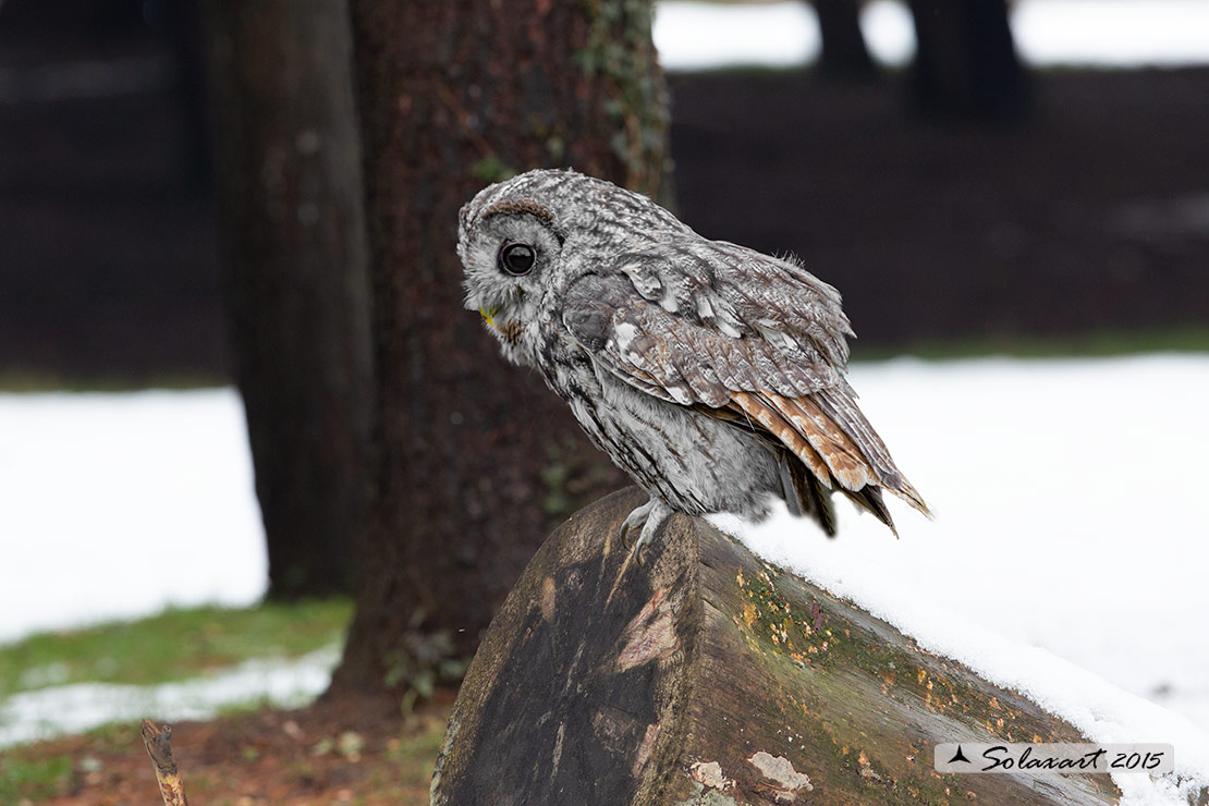 Strix aluco: Allocco; Tawny Owl