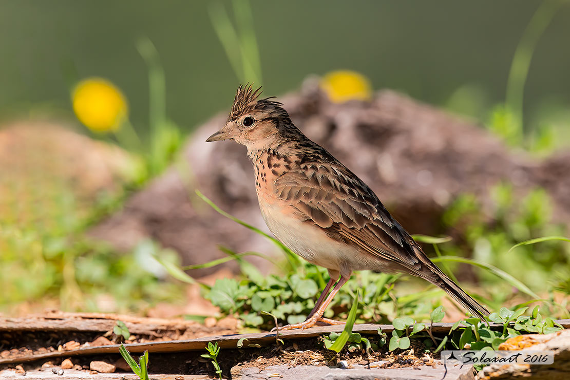 Alauda arvensis - Allodola - Eurasian Skylark