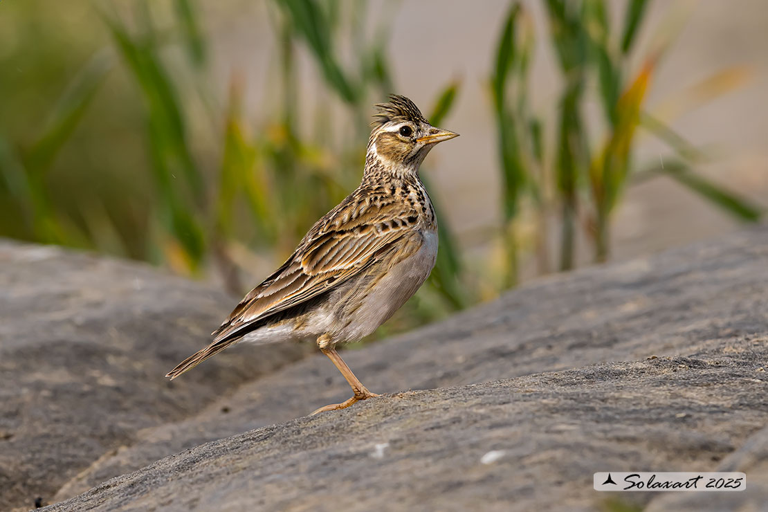Alauda arvensis - Allodola - Eurasian Skylark