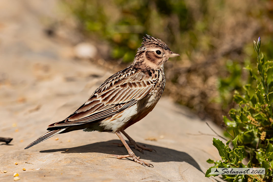 Alauda arvensis - Allodola - Eurasian Skylark