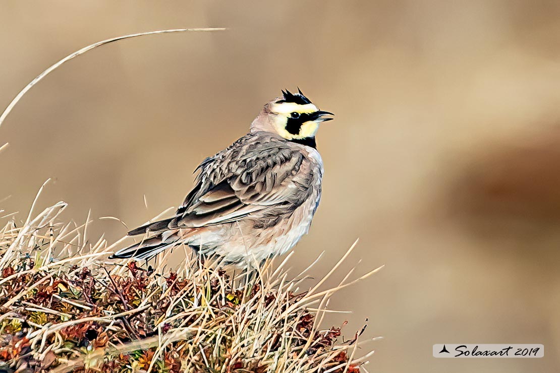 Eremophila alpestris - Allodola golagialla - Horned lark