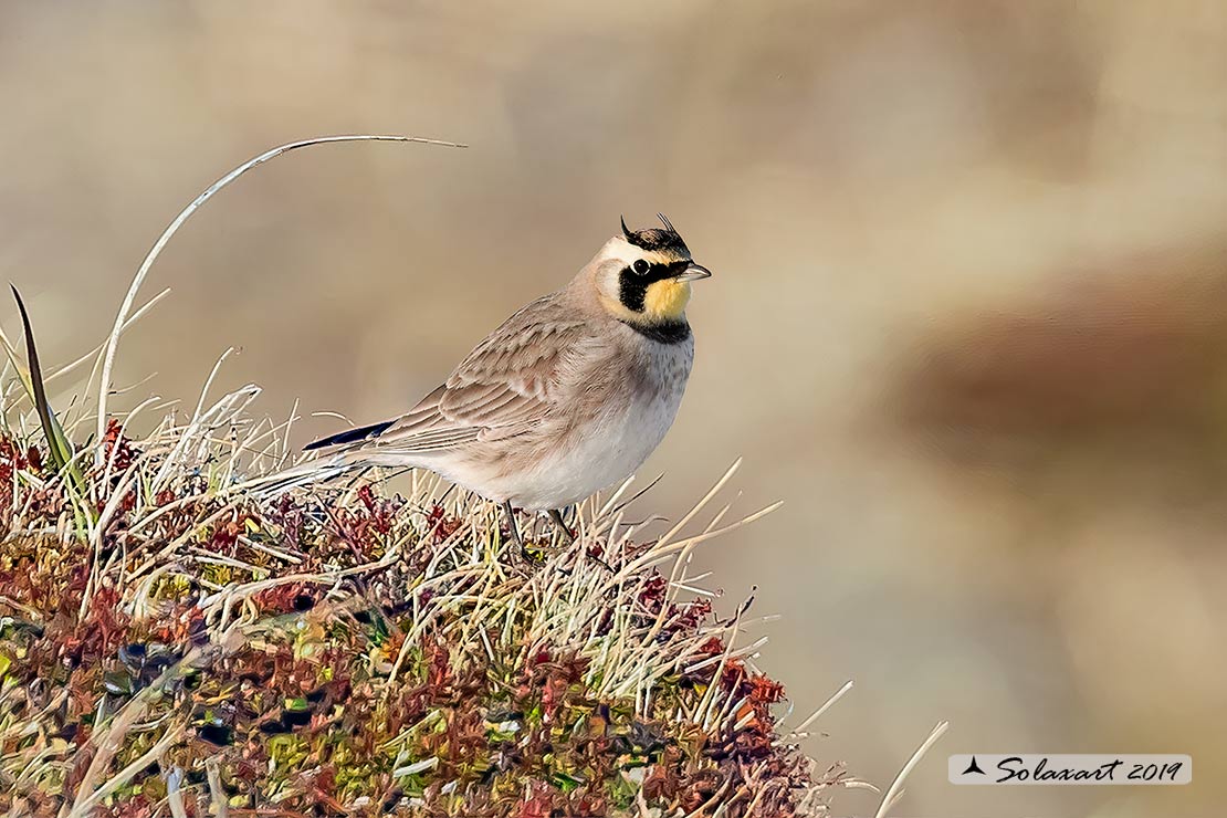 Eremophila alpestris - Allodola golagialla - Horned lark