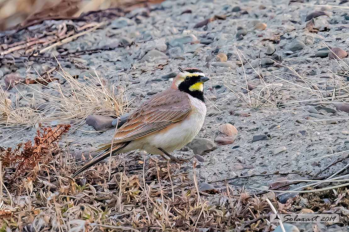 Eremophila alpestris - Allodola golagialla - Horned lark