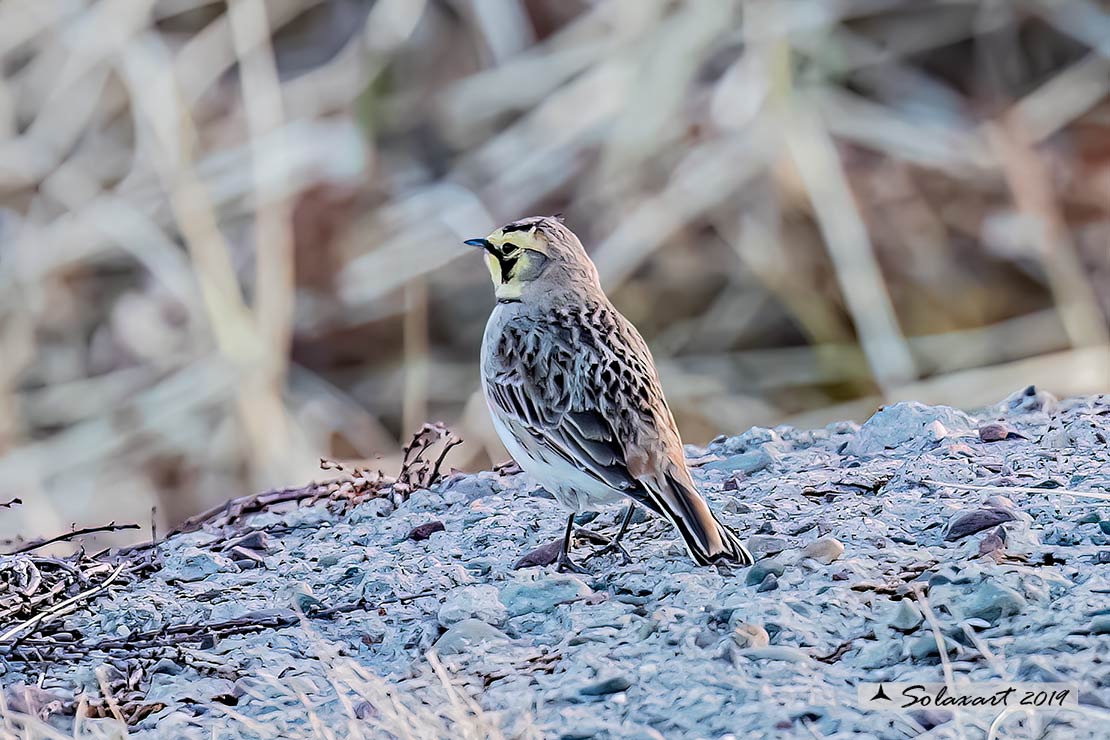 Eremophila alpestris - Allodola golagialla - Horned lark