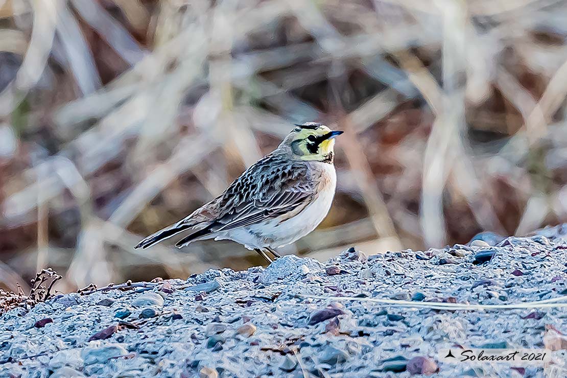 Eremophila alpestris - Allodola golagialla - Horned lark