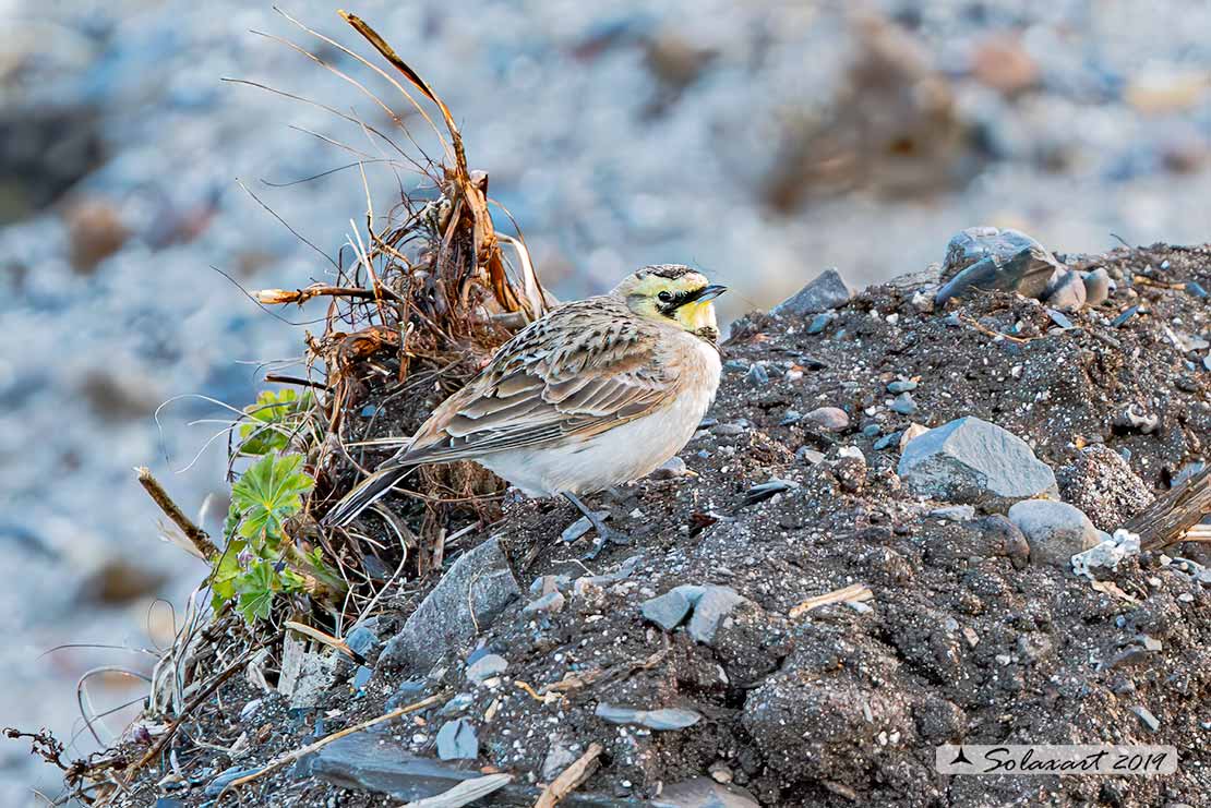 Eremophila alpestris - Allodola golagialla - Horned lark