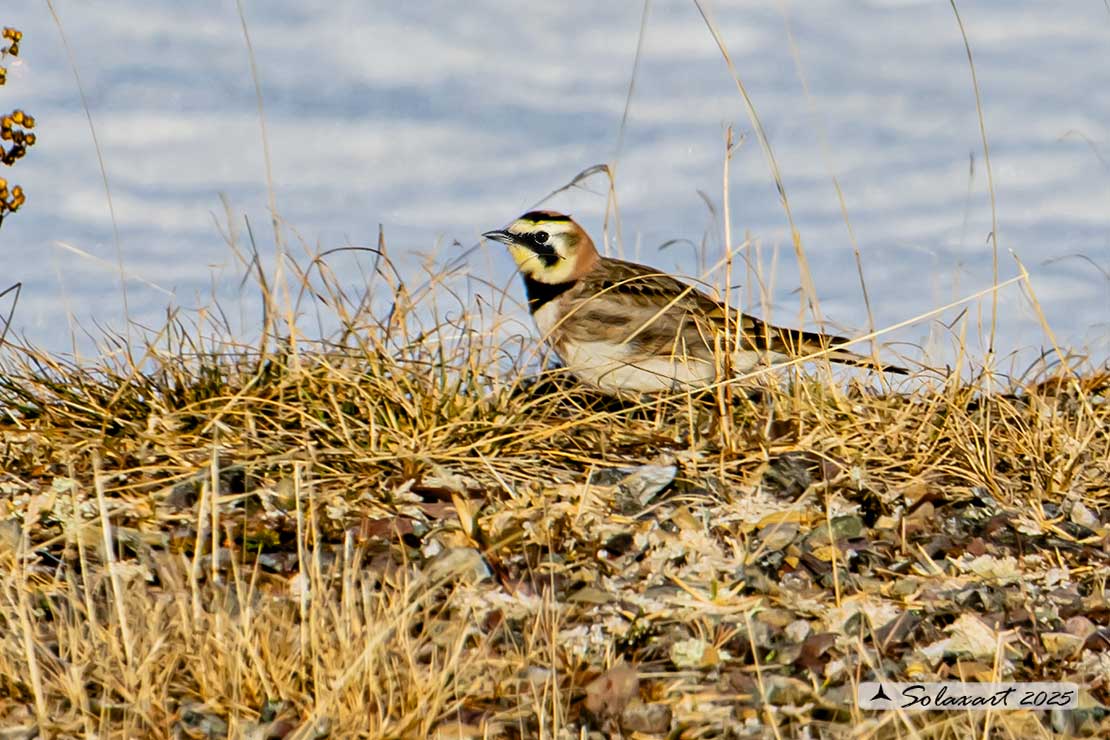 Eremophila alpestris - Allodola golagialla - Horned lark