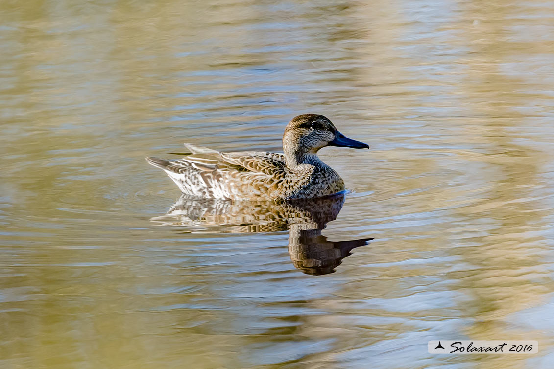 Anas crecca  -  Alzavola  -  Eurasian Teal