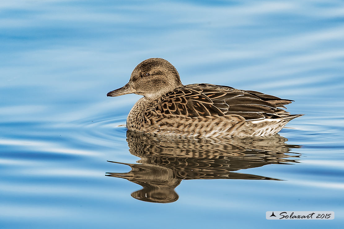 Anas crecca:   Alzavola (femmina) ;   Eurasian Teal (female)