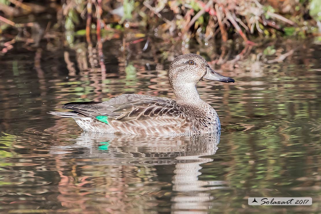 Anas crecca:   Alzavola (femmina) ;   Eurasian Teal (female)