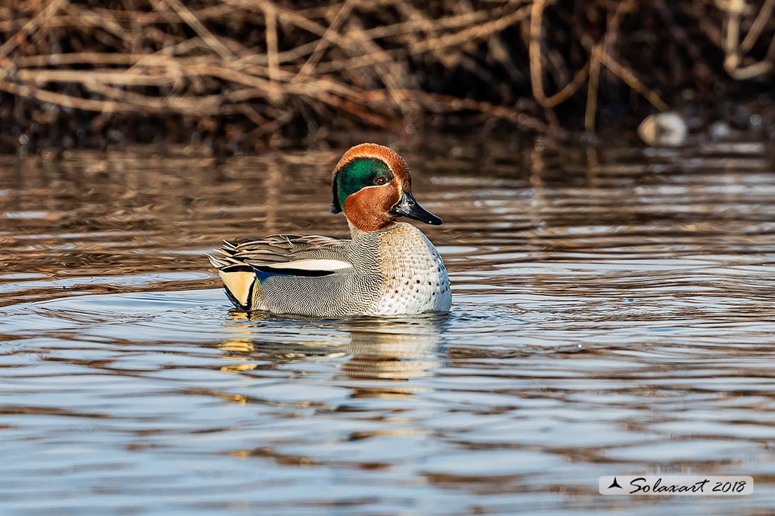 Anas crecca - Alzavola - Eurasian Teal