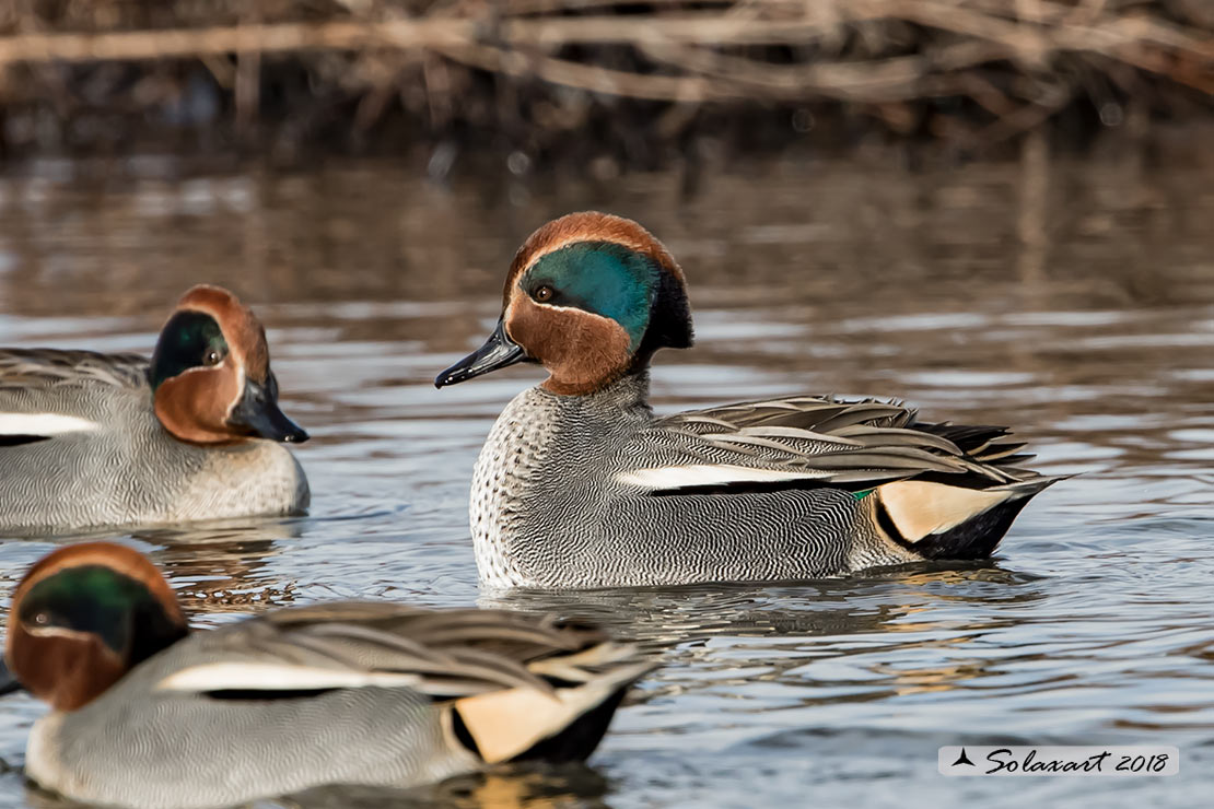 Anas crecca - Alzavola - Eurasian Teal