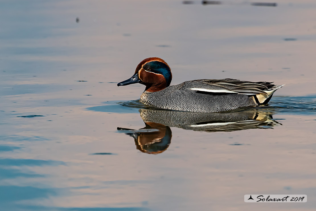 Anas crecca - Alzavola - Eurasian Teal