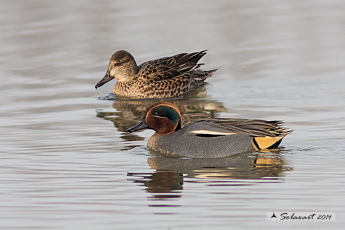 Anas crecca - Alzavola - Eurasian Teal