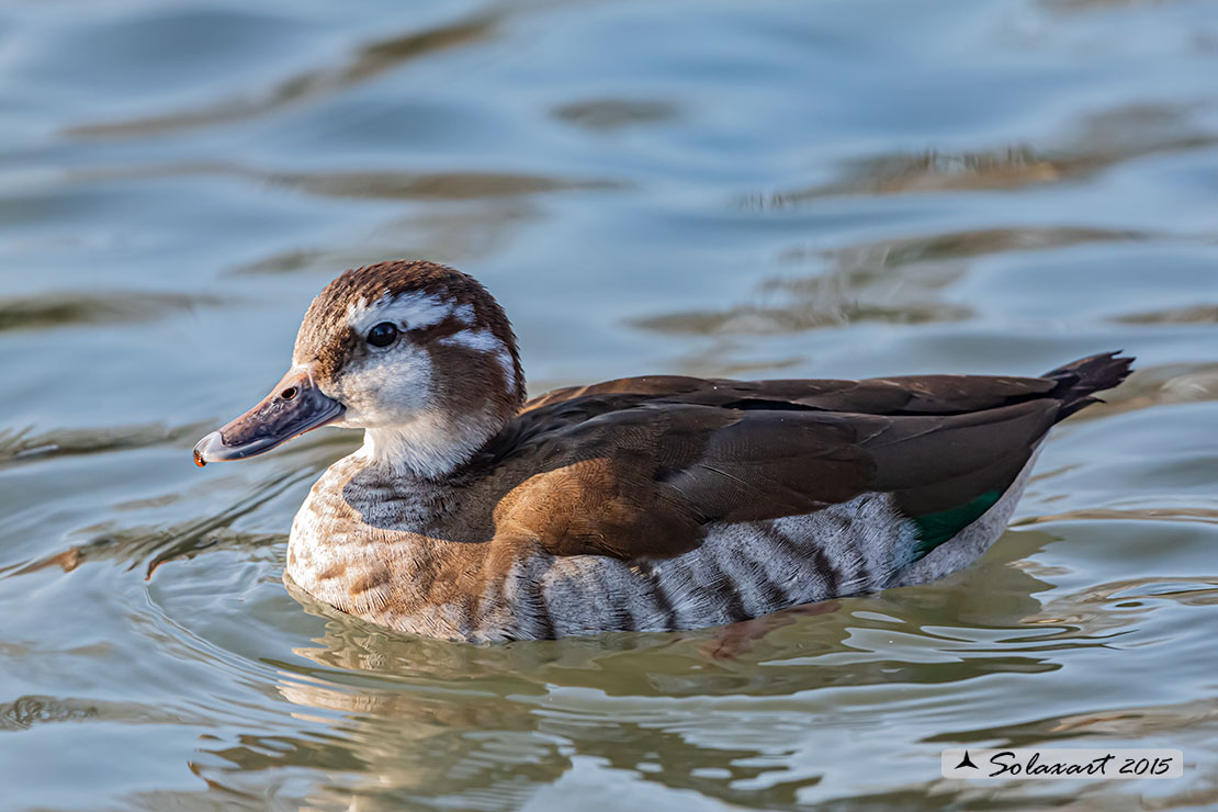 Callonetta leucophrys - Alzavola anellata - Ringed teal
