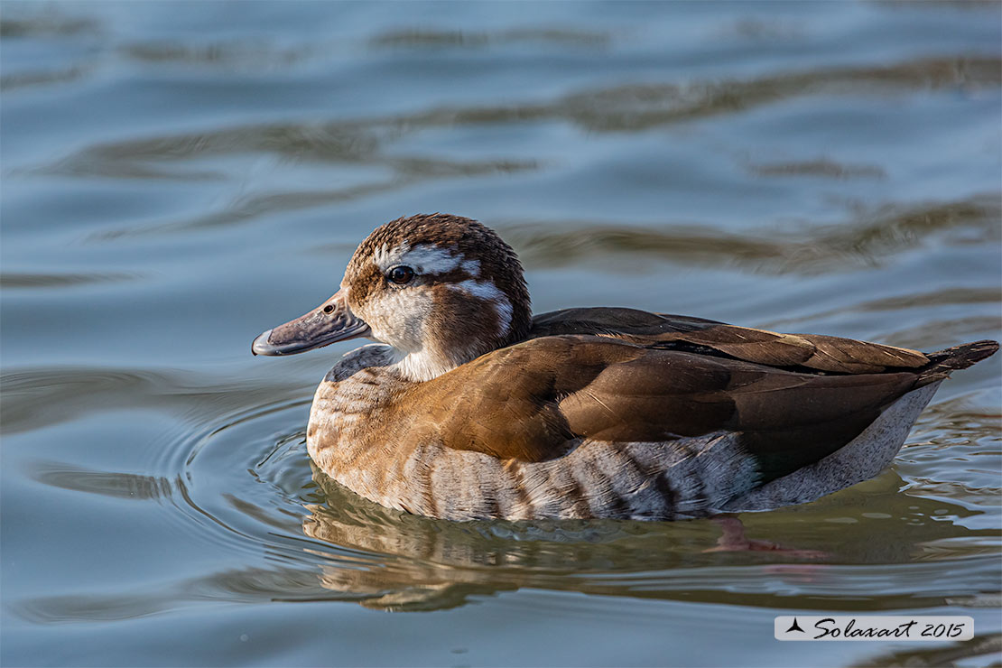 Callonetta leucophrys - Alzavola anellata - Ringed teal
