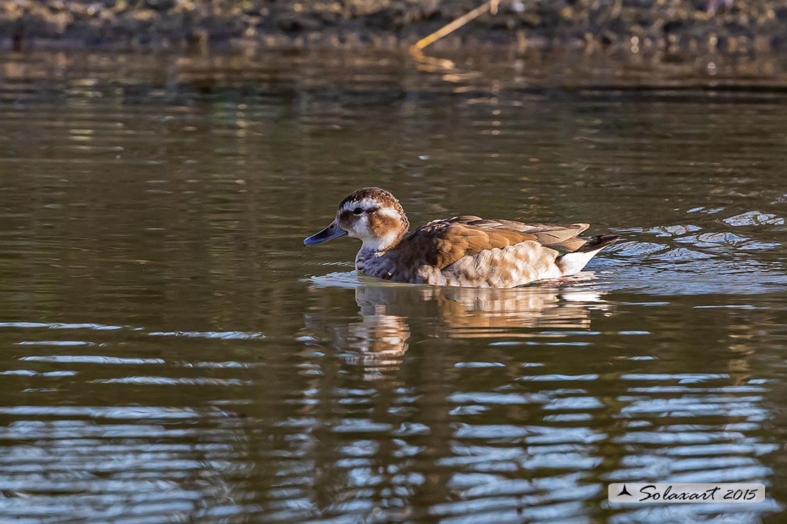 Callonetta leucophrys - Alzavola anellata - Ringed teal