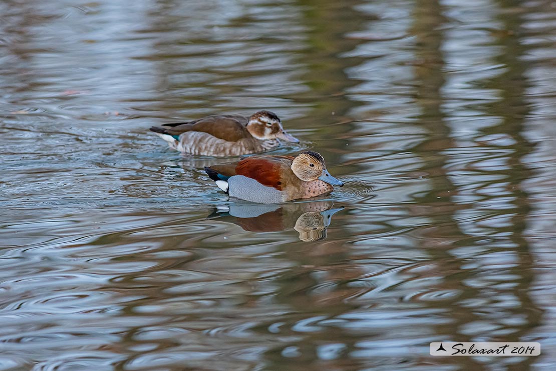 Callonetta leucophrys - Alzavola anellata - Ringed teal