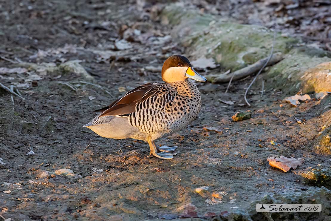 Spatula versicolor; Alzavola argentata; Silver Teal