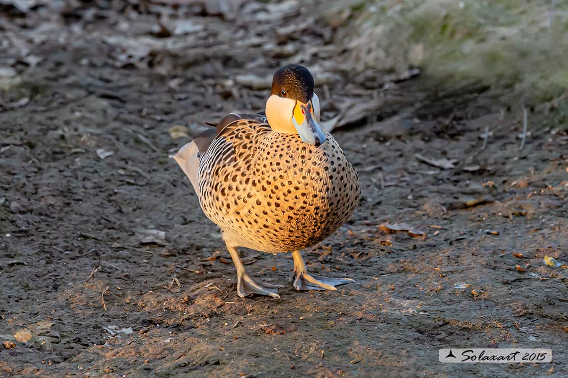 Spatula versicolor; Alzavola argentata; Silver Teal