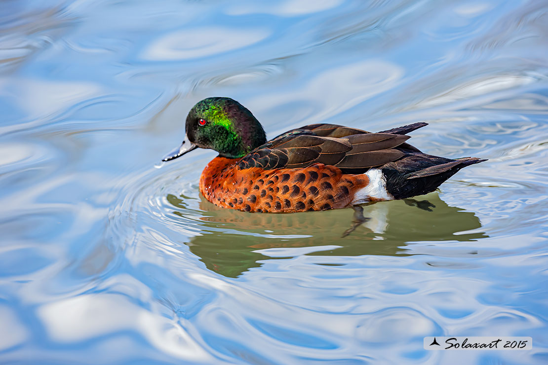 Anas castanea; Alzavola castana; Chestnut Teal