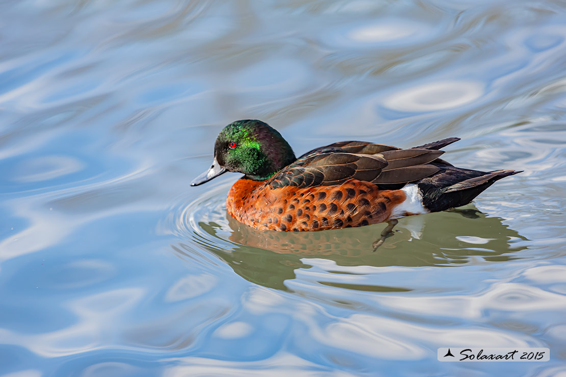 Anas castanea; Alzavola castana; Chestnut Teal