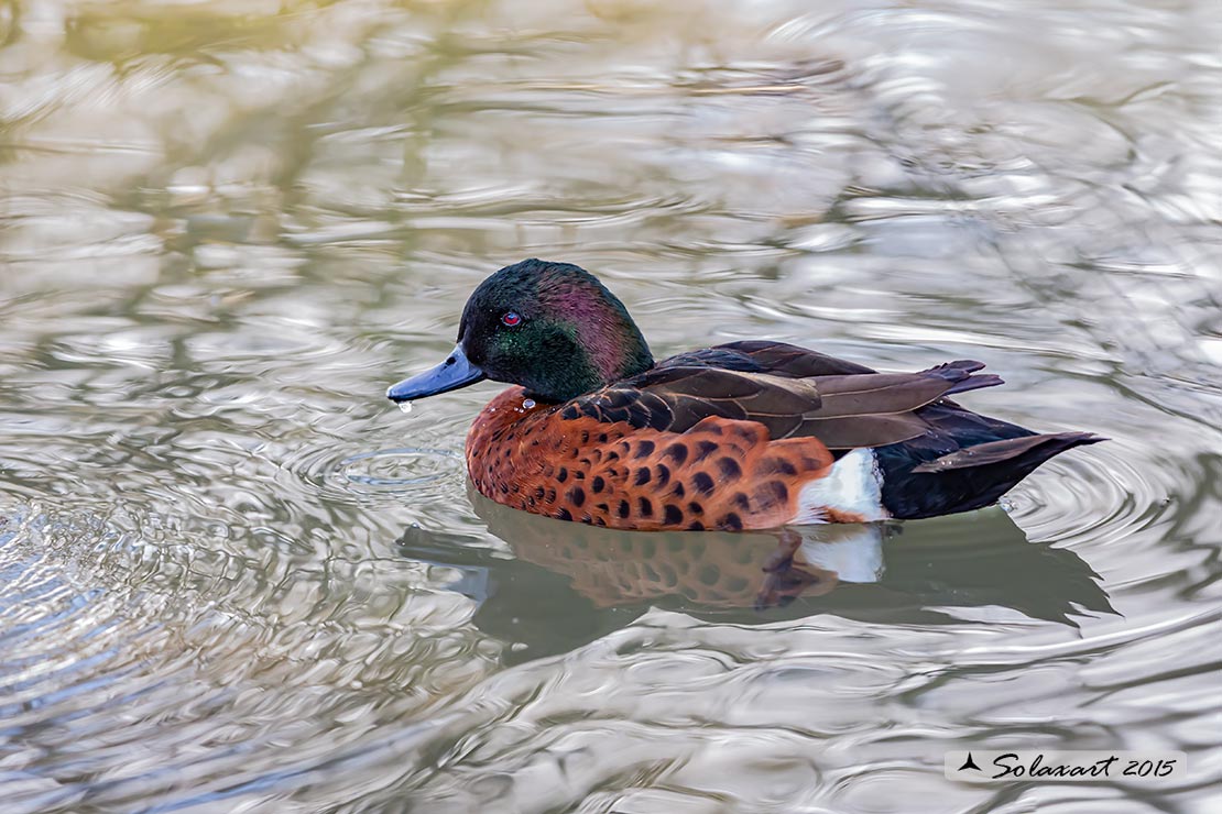 Anas castanea; Alzavola castana; Chestnut Teal