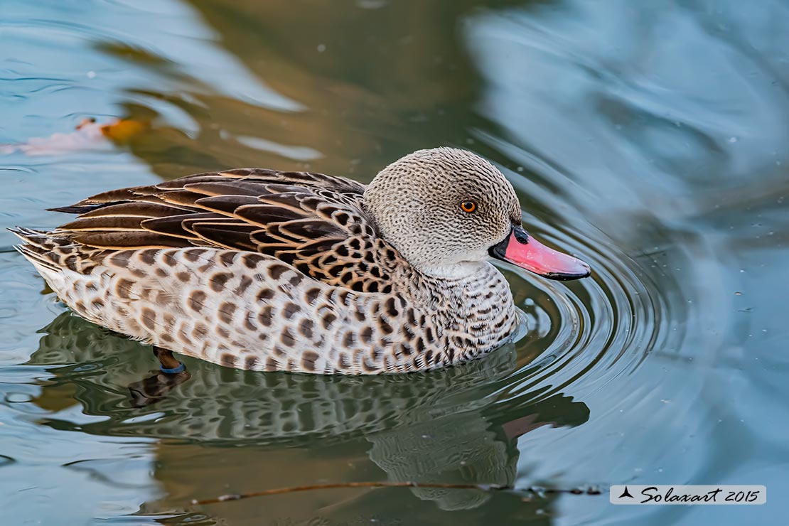 Anas capensis - Alzavola del Capo  - Cape teal