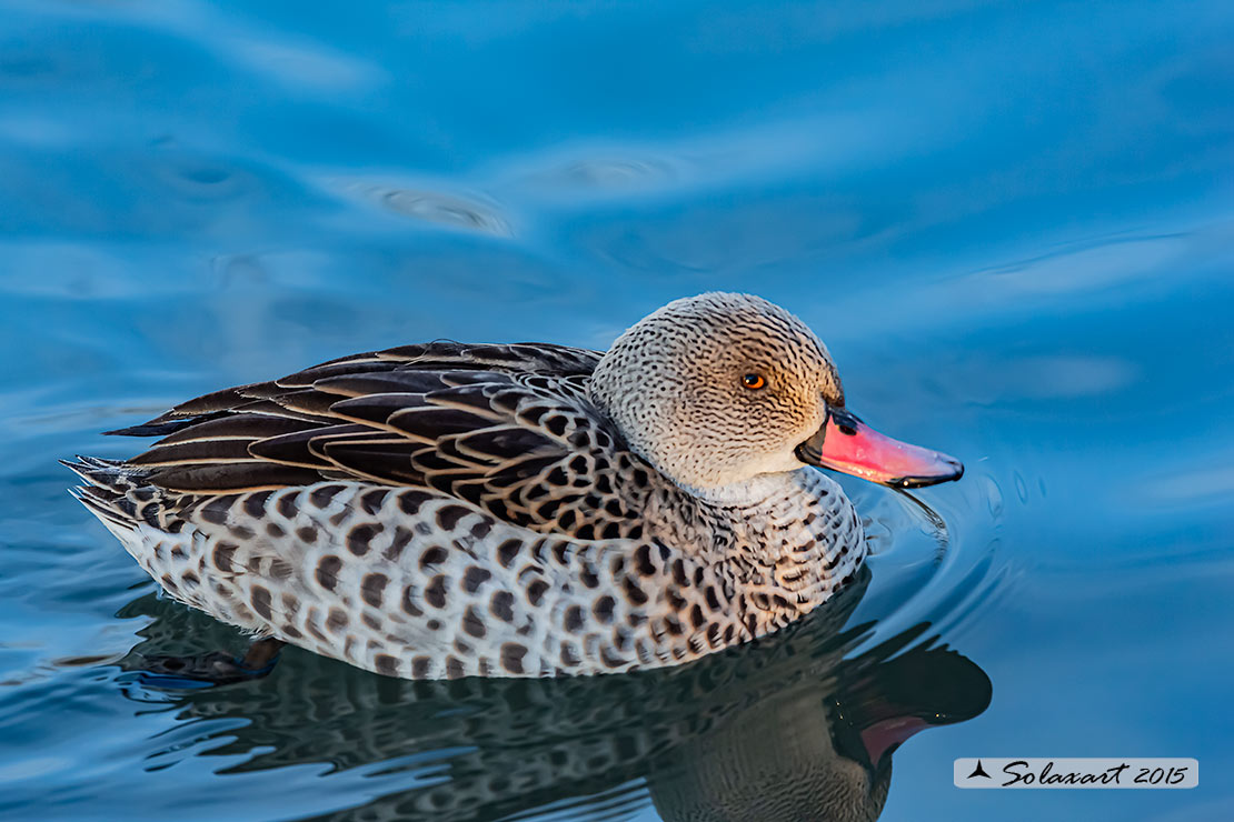 Anas capensis - Alzavola del Capo  - Cape teal