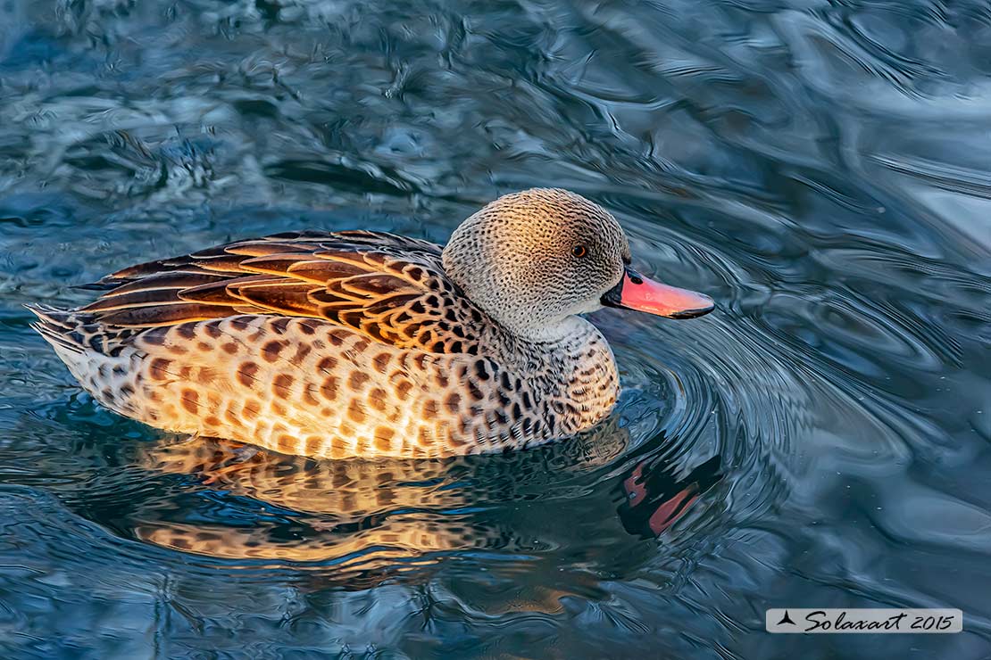 Anas capensis - Alzavola del Capo  - Cape teal