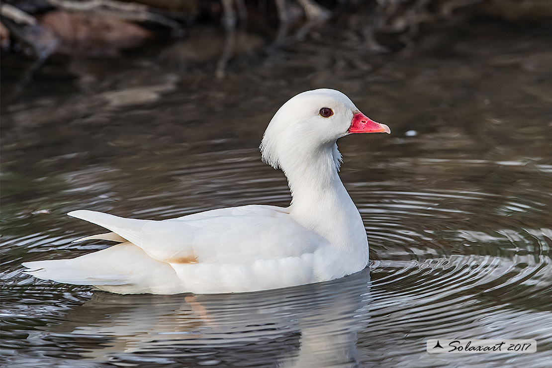 Aix galericulata - Anatra mandarina (femmina leucistica); Mandarin duck (leucistic female)