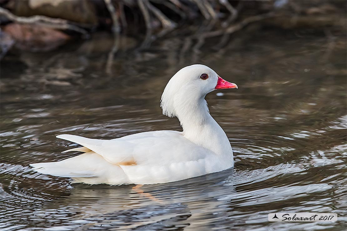 Aix galericulata - Anatra mandarina (femmina leucistica); Mandarin duck (leucistic female)