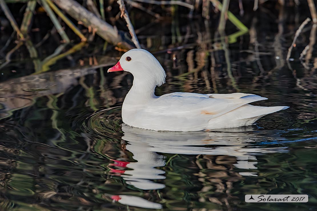 Aix galericulata - Anatra mandarina (femmina leucistica); Mandarin duck (leucistic female)