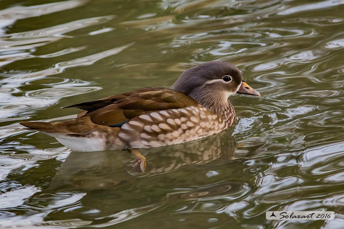 Aix galericulata - Anatra mandarina - Mandarin duck