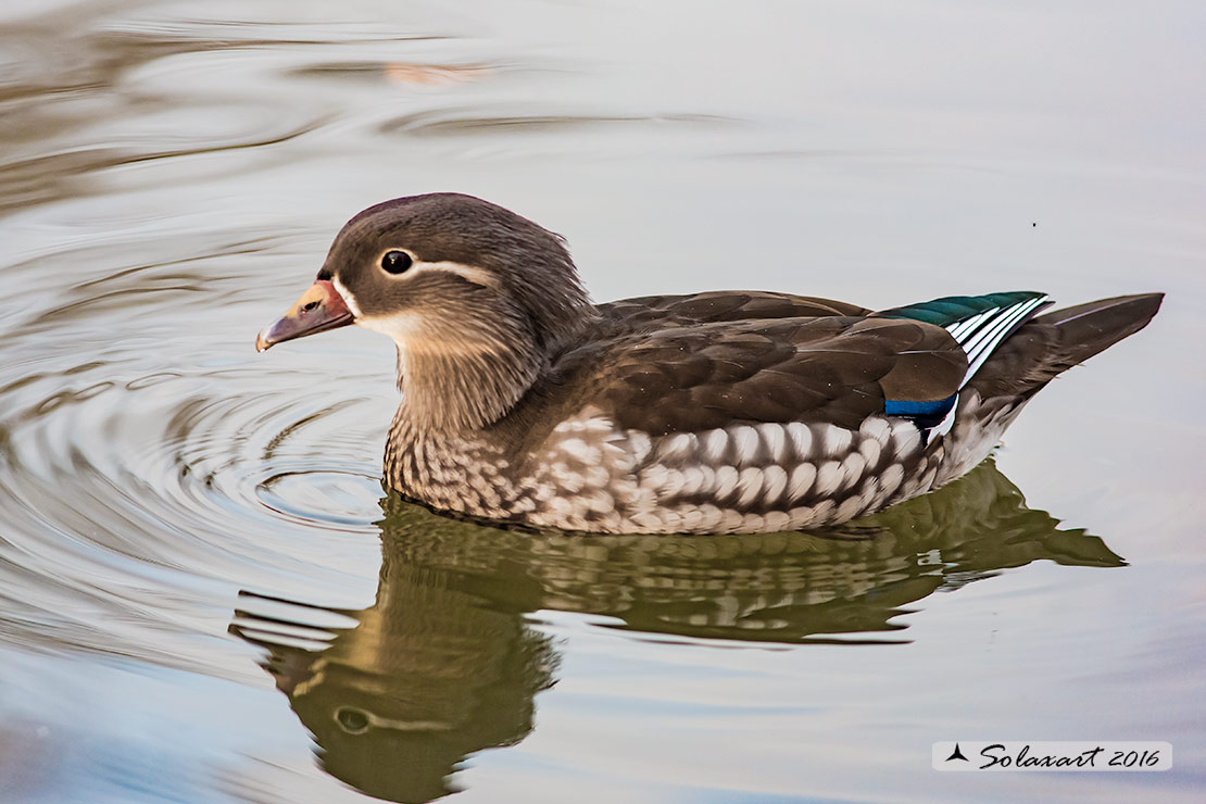 Aix galericulata - Anatra mandarina - Mandarin duck