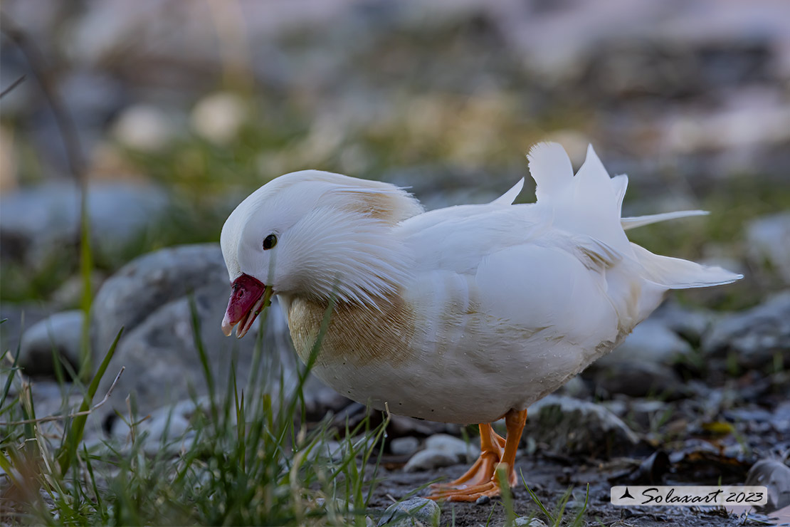 Aix galericulata - Anatra mandarina (maschio leucistico); Mandarin duck (leucistic female)